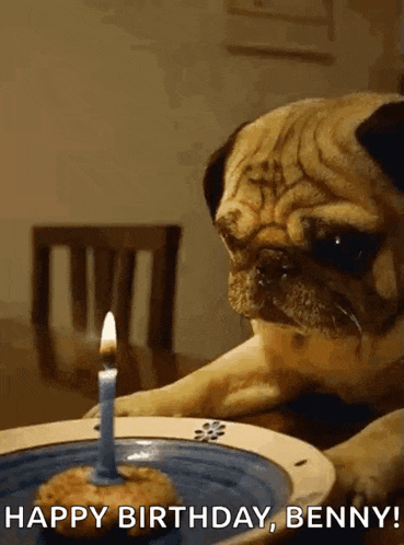a pug dog is sitting at a table with a cake and a candle .