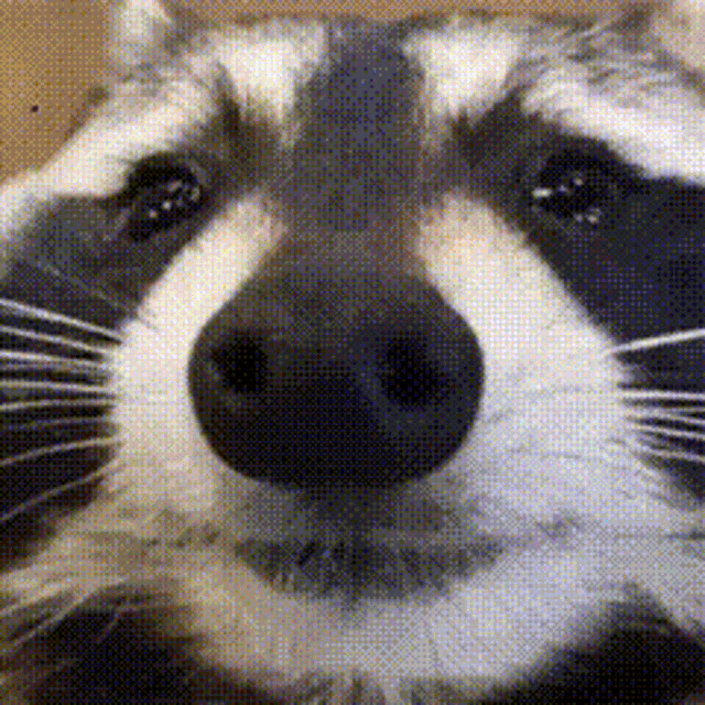 a close up of a raccoon 's nose with a blurred background .