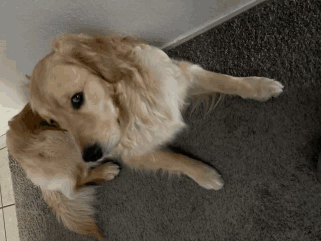 a dog laying down on a carpet looking up at the camera