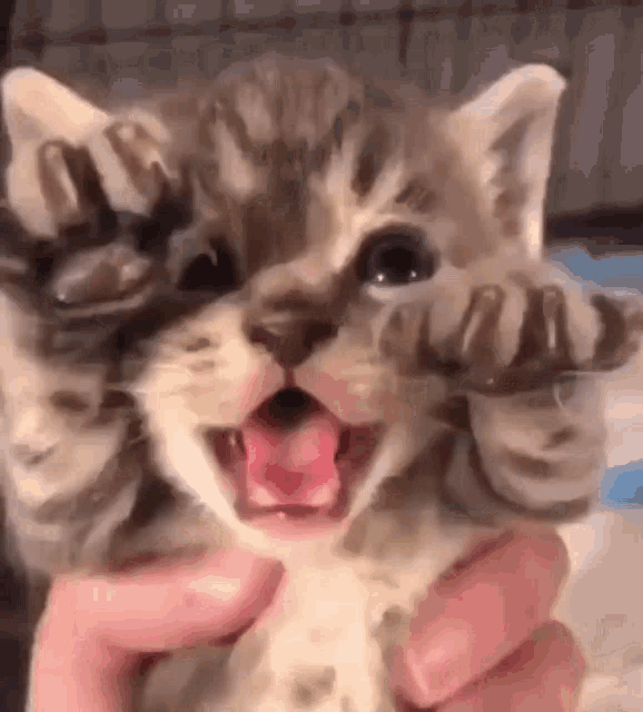 agressive-cat-cute-kitty.gif