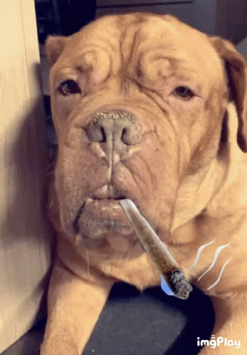 Dog Smoke GIF - Dog Smoke Smoking GIFs