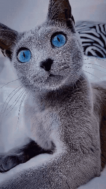 Cat Blue Cat GIF - Cat Blue Cat Blue Eyed Cat GIFs
