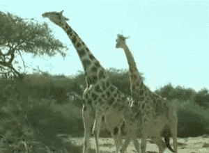 a group of giraffes standing next to each other in a field