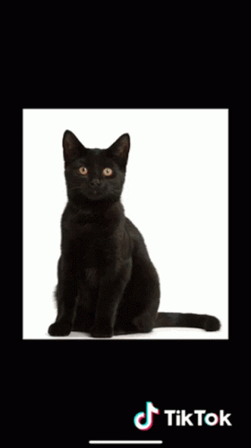 Cats Two Faced GIF - Cats Two Faced Half GIFs