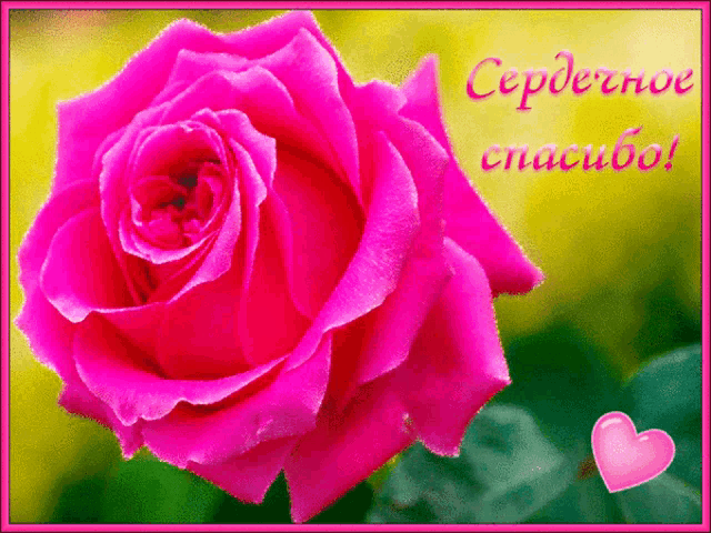 a pink rose is on a card that says сердечно спасибо