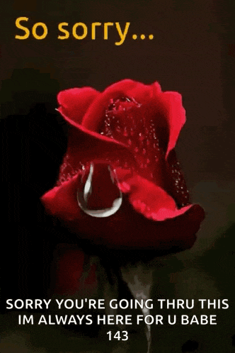 a red rose with a tear coming out of it and the words so sorry