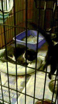 No Nap Is Too High GIF - Cat Nap Cage GIFs