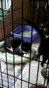 a cat in a cage with a blue litter box on top of a newspaper that says ' freedom ' on it