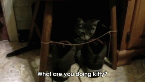 Funny Cat Licks String GIF - Cat Kitten String GIFs
