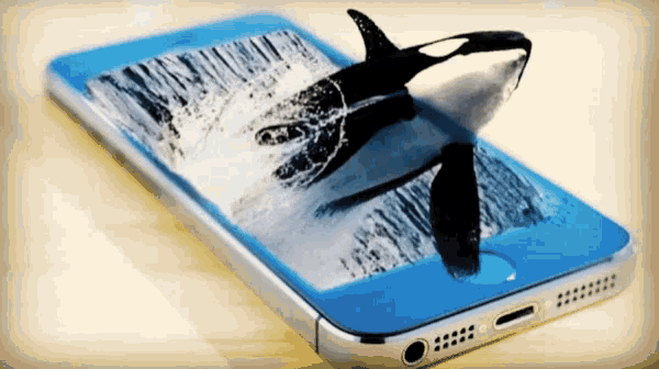 a phone with a killer whale on the screen