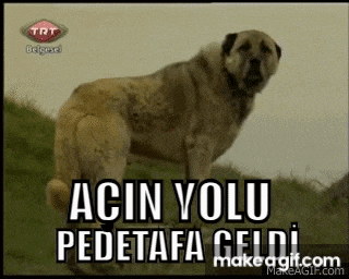 a dog is standing on top of a grassy hill with the words " acin yolu pedetafa geldi " written on the bottom .