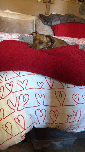 a dog is laying on a bed with a red blanket with hearts on it