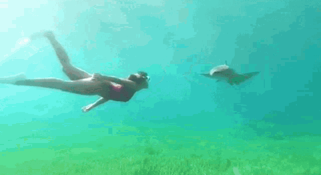 a woman is swimming underwater next to a shark in the ocean .