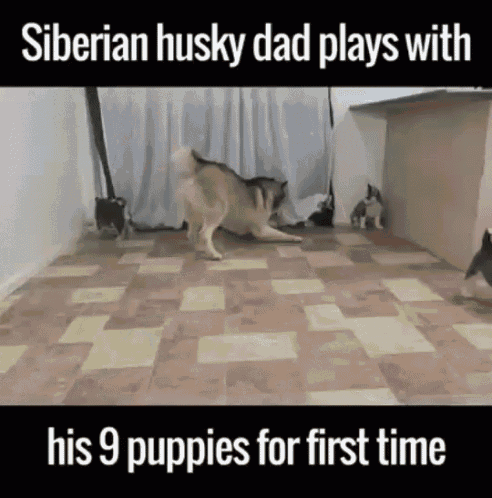 siberian husky dad plays with his 9 puppies for the first time