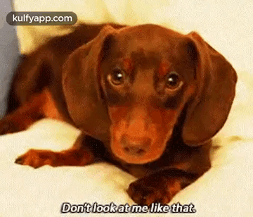 Don'T Look At Me Like That.Gif GIF - Don'T Look At Me Like That Dog Canine GIFs