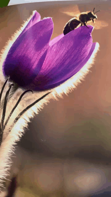 a bee sits on a purple flower