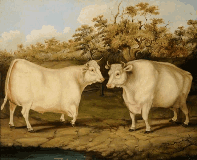 two white cows are standing next to each other in a field