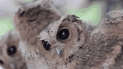 three baby owls are sitting on a tree branch looking at the camera .