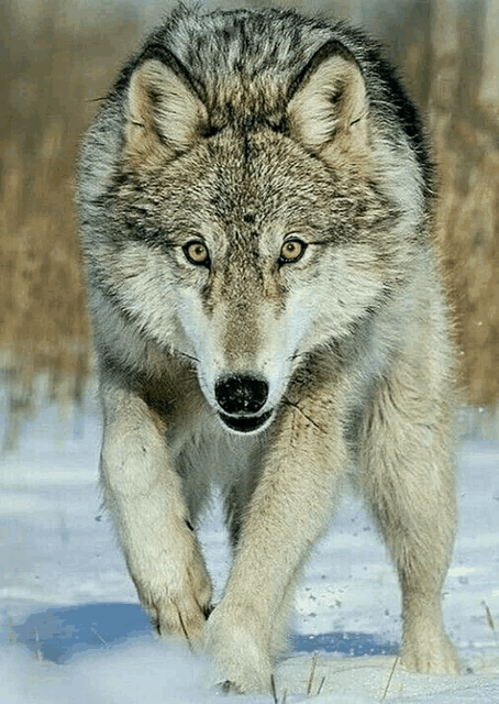 a gray wolf is running through the snow looking at the camera