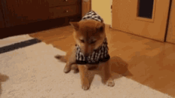 a small brown dog wearing a black and white checkered shirt