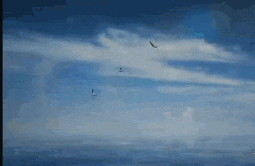 Sea Bird GIF - Sea Bird Sky GIFs