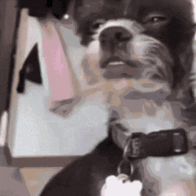 a close up of a dog 's face with a tag that says ' amanda '