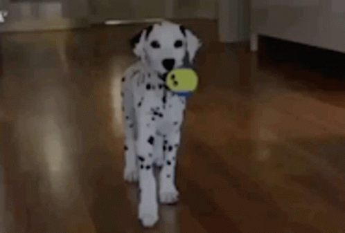 Dalmatian Dog GIF - Dalmatian Dog Puppy GIFs