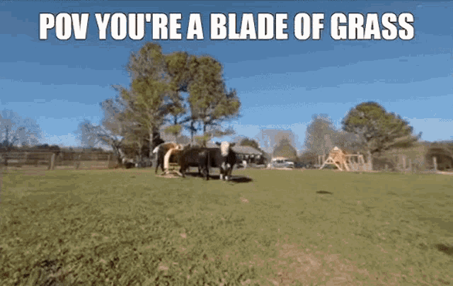 Youre A Blade Of Grass Cow GIF - Youre A Blade Of Grass Cow Eating GIFs