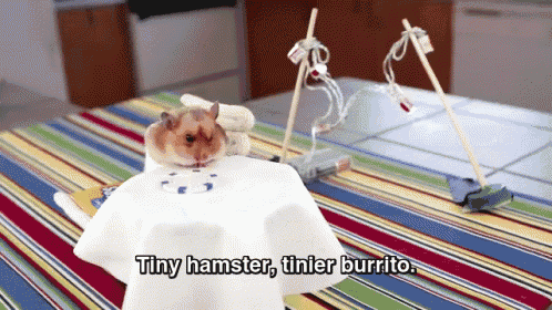 So Tiny And Cute!!! GIF - Hamster Miniature Tiny Burrito GIFs