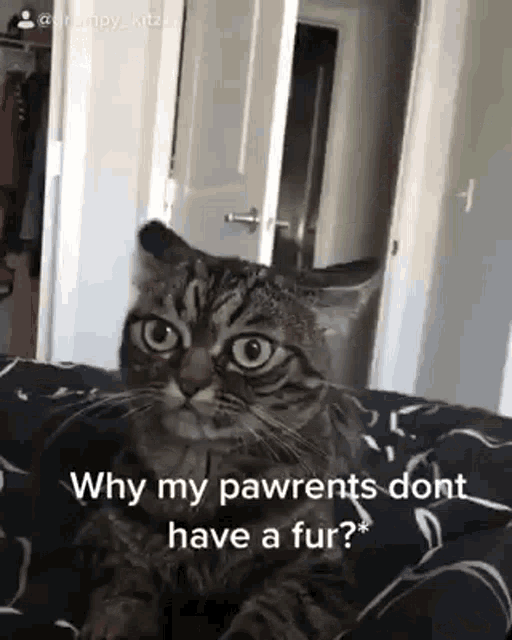 Cat Grumpy Kitza GIF - Cat Grumpy Kitza Adopted GIFs