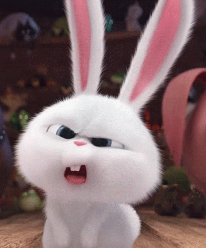 Bunny What GIF
