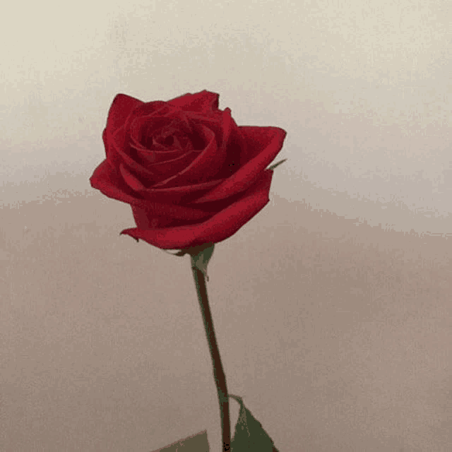 a single red rose with a long stem against a white background