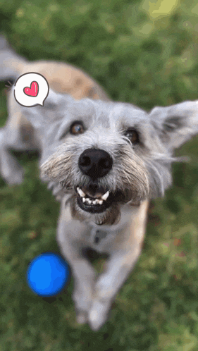 a small dog with a heart in a speech bubble above its head