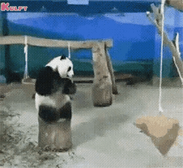 Me Trying For Opportunity In My Life Panda GIF - Me Trying For Opportunity In My Life Panda Gif GIFs