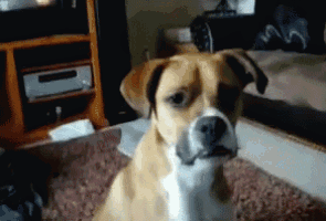 a dog is sitting on a rug in front of a tv