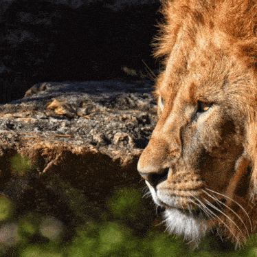 a close up of a lion 's face looking to the side