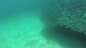 Look At 'Em Go! GIF - Krills Anchovies Ocean GIFs