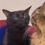 a black cat is looking at another cat while sitting on a couch .