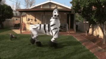 a zebra costume is standing in front of a house .