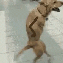Weird Walking Dog GIF - Weird Walking Dog Funny GIFs