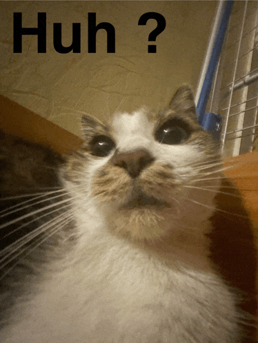 a close up of a cat 's face with the words huh below it
