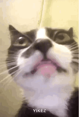 Cat Cat Stress GIF