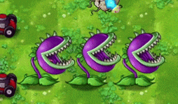 three carnivorous plants are lined up in a row
