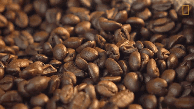 Coffee Beans National Geographic GIF - Coffee Beans National Geographic Caffeine GIFs