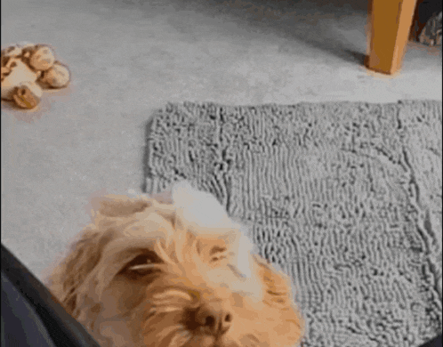 a dog is laying on a rug on the floor next to a table .