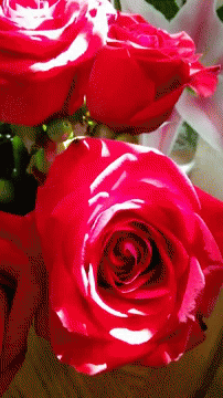 Roses Flower GIF - Roses Flower Rose GIFs