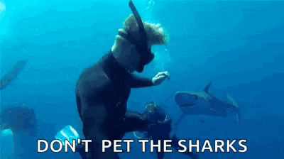 a man is swimming in the ocean with sharks and says `` do n't pet the sharks '' .