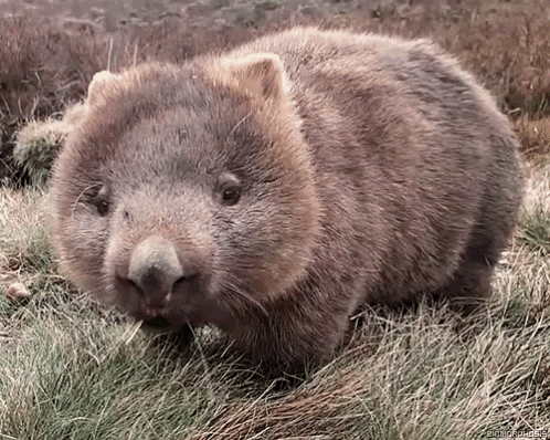 a close up of a wombat in a field
