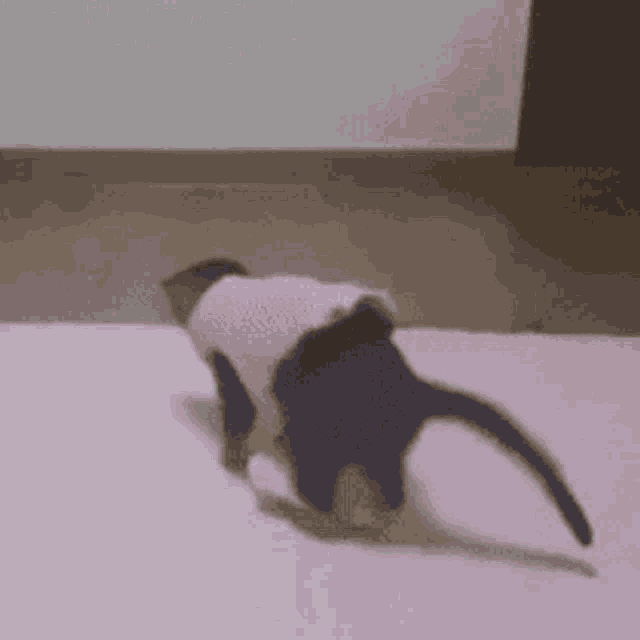 Skz Skz Cat GIF - Skz Skz Cat Dori GIFs