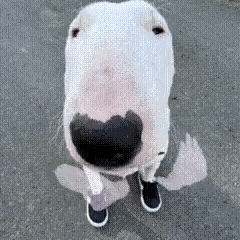 a close up of a bull terrier looking up at the camera while wearing shoes